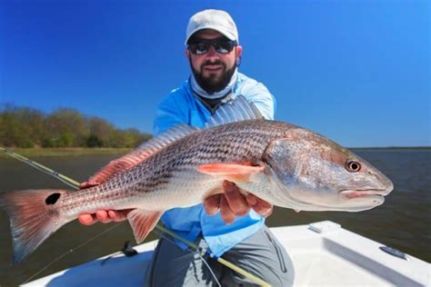 redgfis|what does redfish taste like.